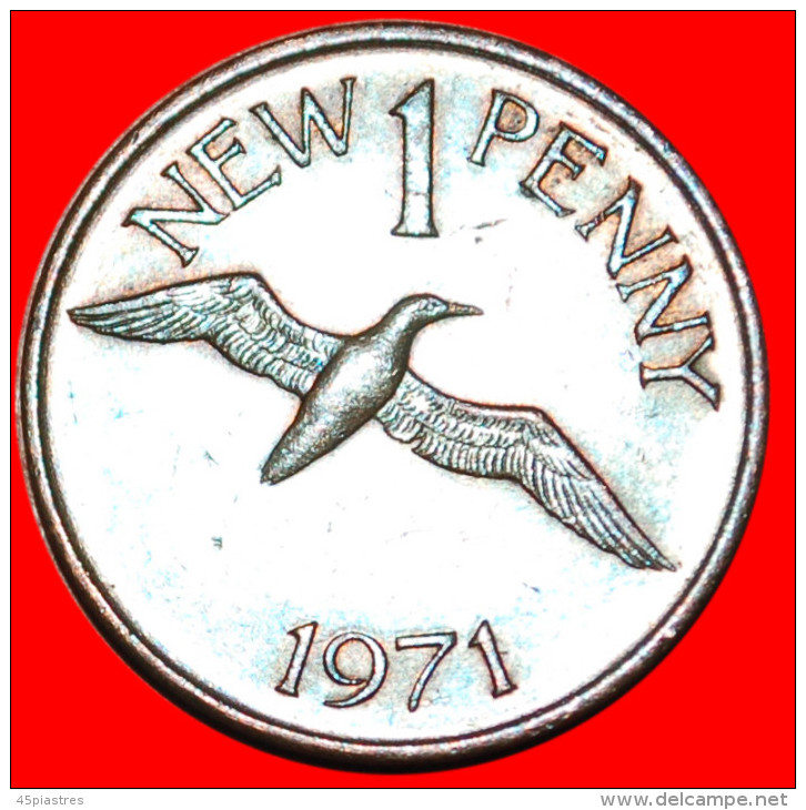 * NORTHEN GANNET ★ GUERNSEY ★ 1 NEW PENNY 1971! ELIZABETH II (1953-2022) LOW START&#9733; NO RESERVE! - Guernesey