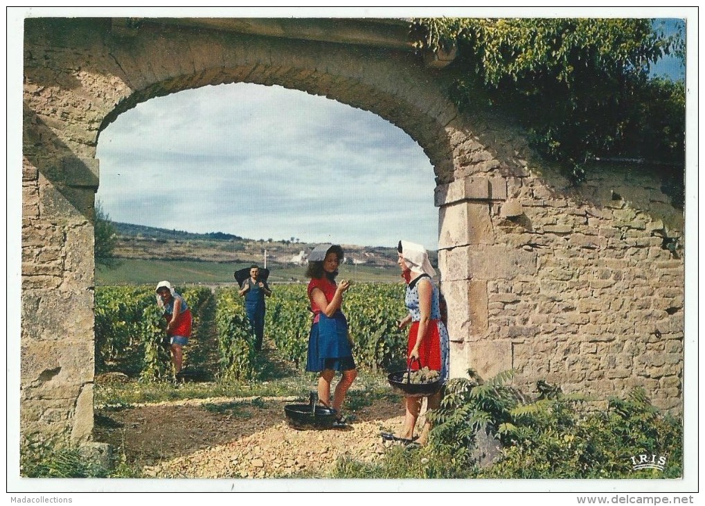 MEURSAULT (21)  Scène Des Vendanges - Meursault