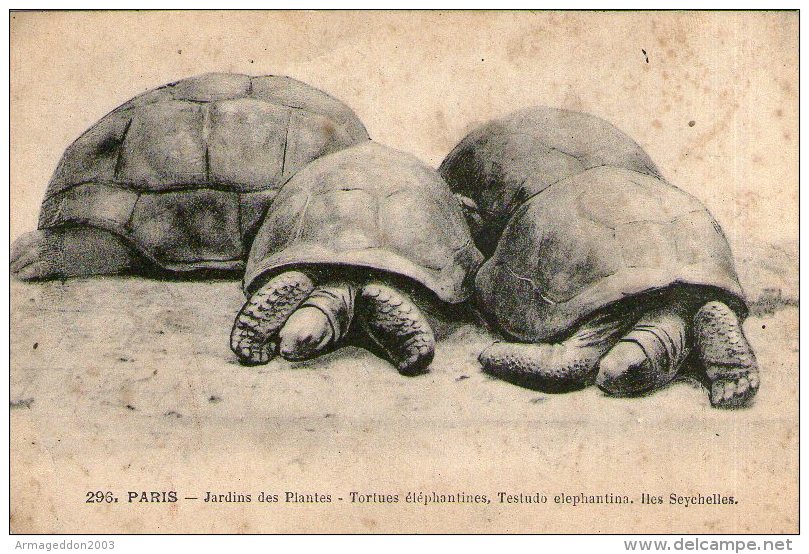 B23 / CPA PARIS LE JARDINS DES PLANTES - TORTUES ELEPHANTINES DES SEYCHELLES NON VOYAGEE VOIR DOS - Tortugas