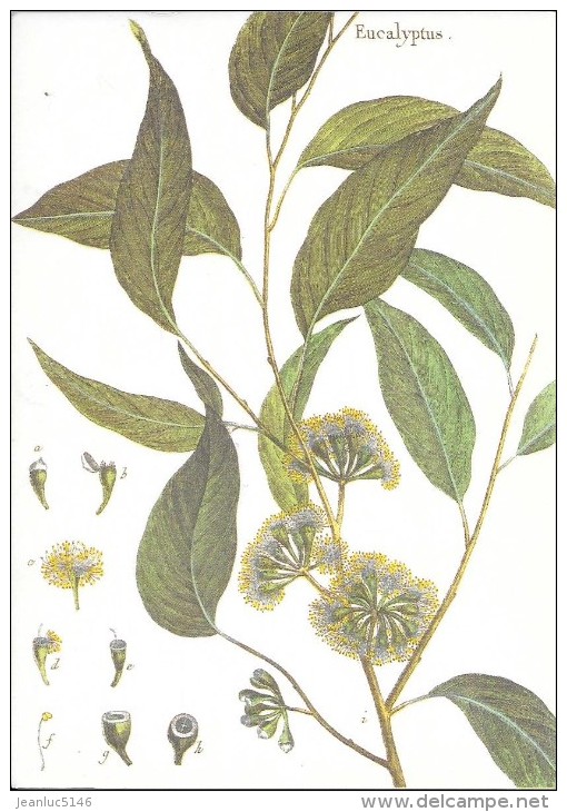 Eucalyptus. Collection Botanica Lamarck. Flore Du Monde. - Sonstige & Ohne Zuordnung