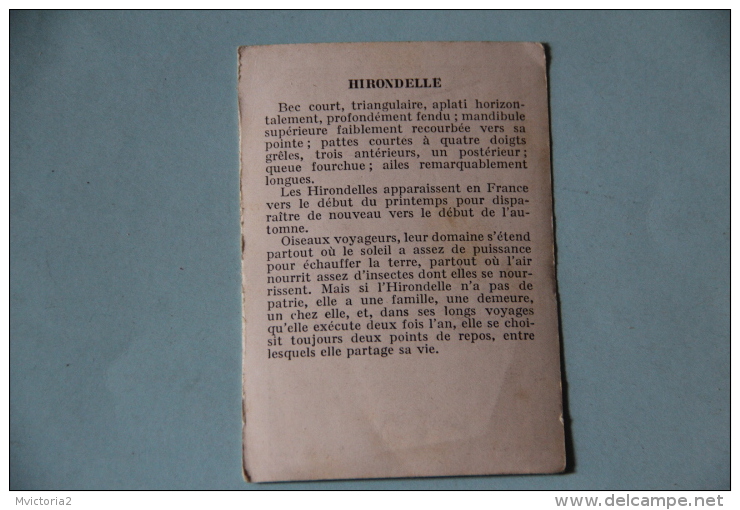 IMAGE - HIRONDELLE - Autres & Non Classés