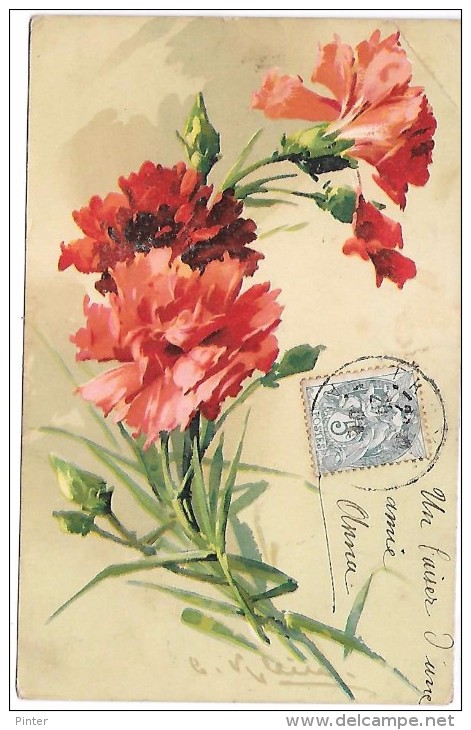 Fleurs - Illustrateur Catharina KLEIN - Klein, Catharina