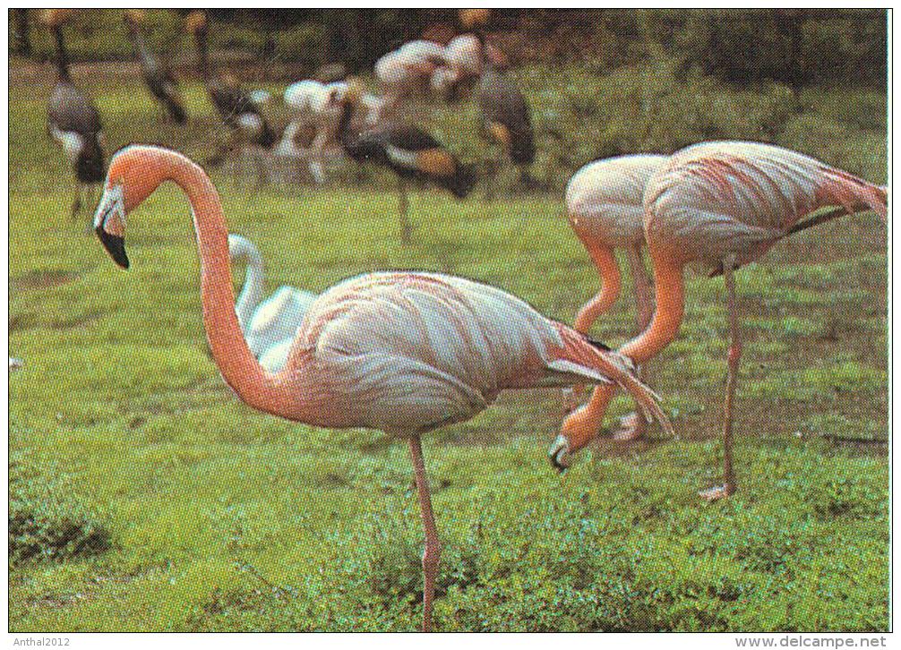 Halle Saale Zoo Tierpark Flusspferde Flamingo 80er MB - Flusspferde