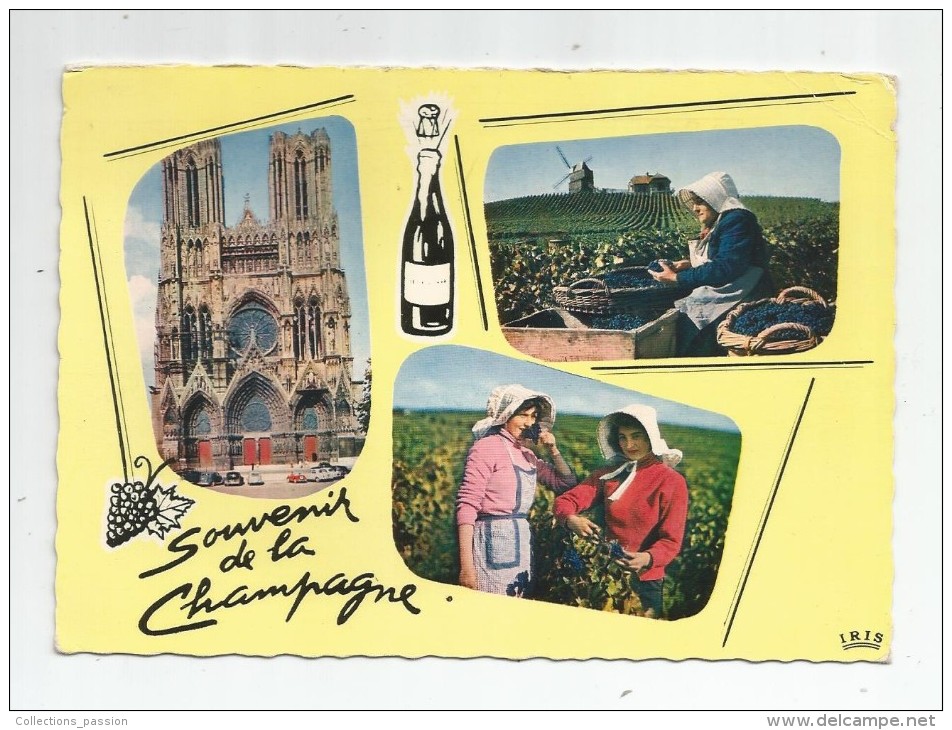 Cp , Vignes , Vin , Souvenir De Champagne , Ed : La Cigogne 454.112 , Voyagée 1966 , Vendanges - Vignes