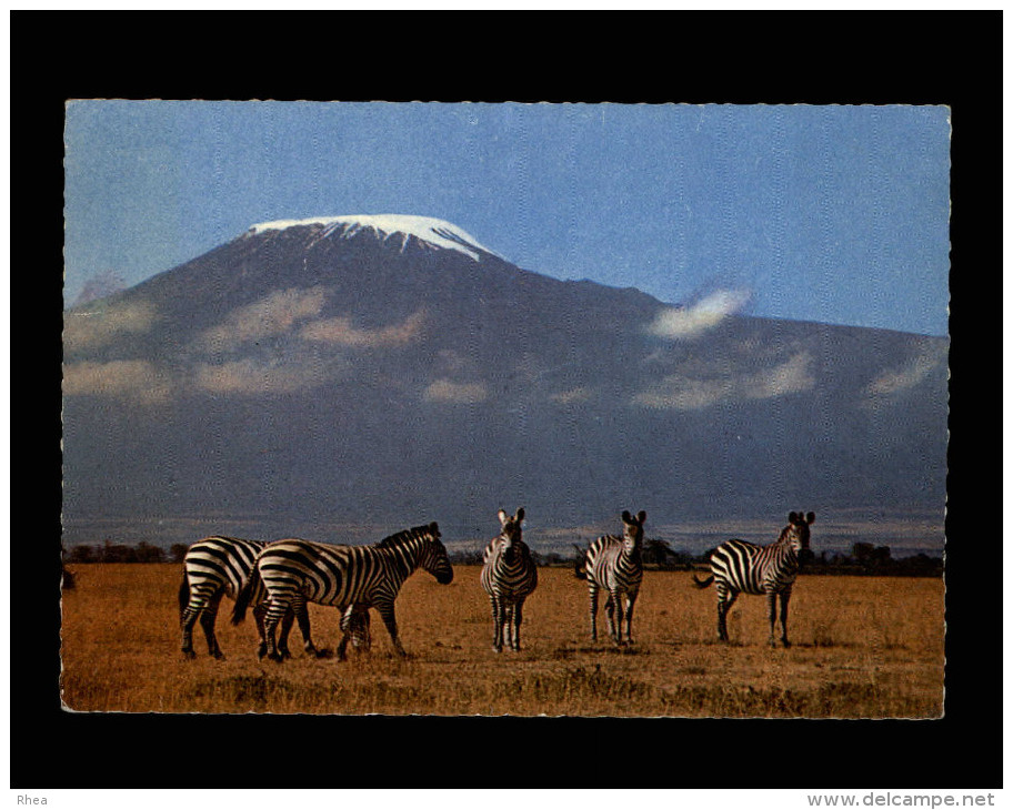 ANIMAUX - ZEBRES - Kilimanjaro - Zebra's