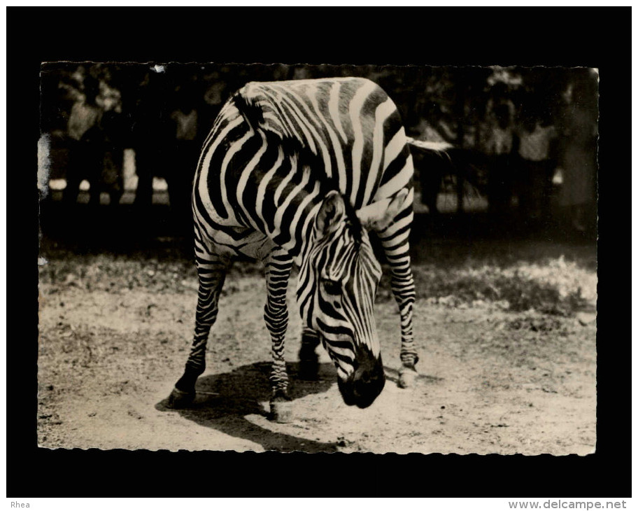 ANIMAUX - ZEBRES - Pub Médicament - Transfusine - Zèbres