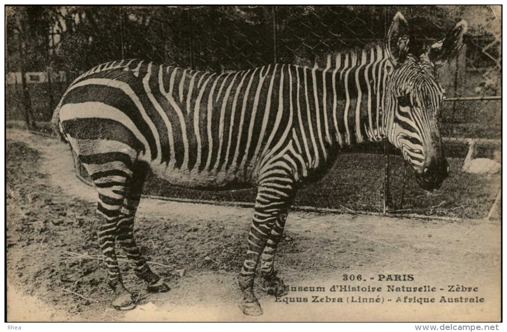 ANIMAUX - ZEBRES - Zoo - PARIS - Zebras