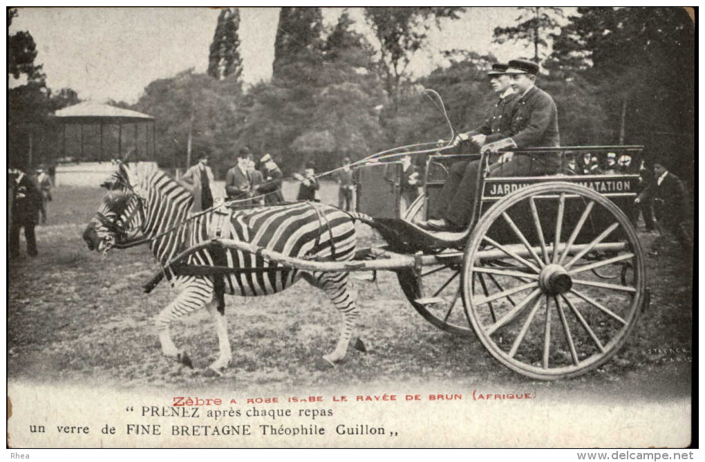 ANIMAUX - ZEBRES - Zoo - PARIS - Attelage Zèbre - Zèbres