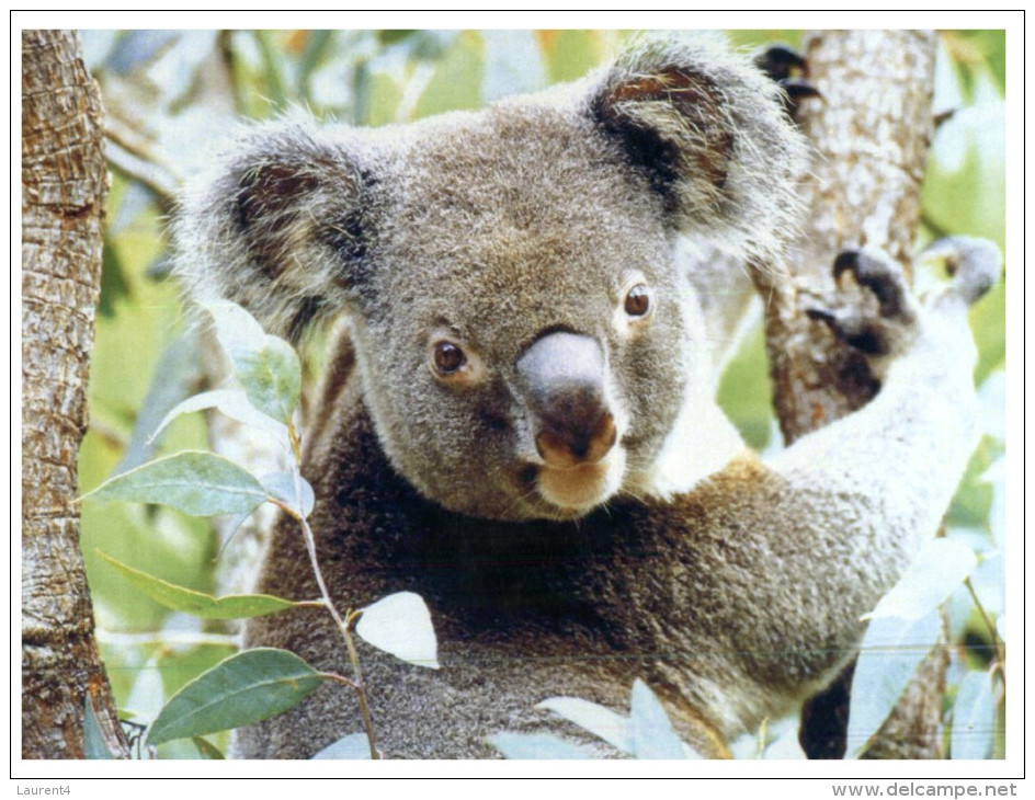 (604) Koala Bear - Ours