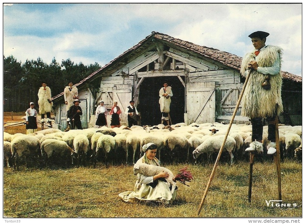 DEPT 40 - VISAGE DES LANDES - Scène Pastorale Avec LOUS BECUTS DE COUNTIS - VAN - - Castets