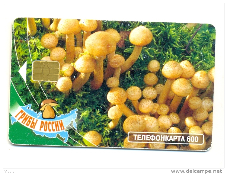 Russia MGTS Honey Agaric Mushroom - Russia