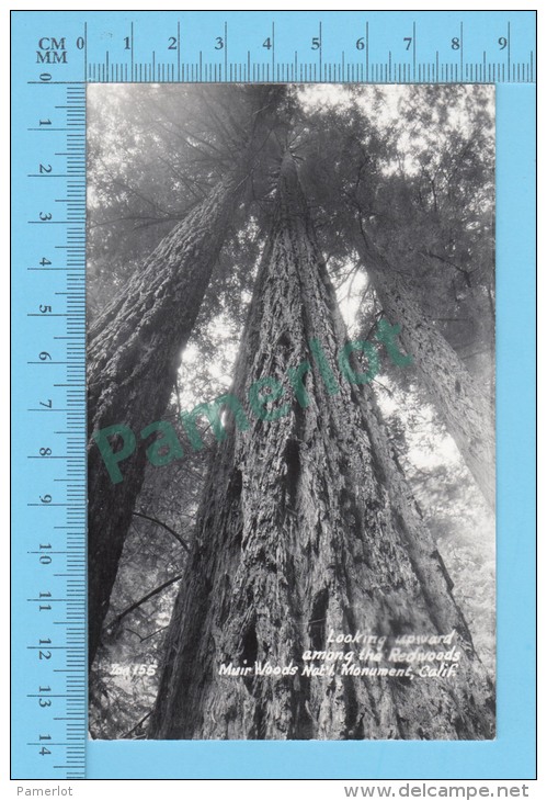 Real Photo ( Looking Upward Around The Red Wood, Zan 155  )   POSTCARD 2 SCANS - Autres & Non Classés