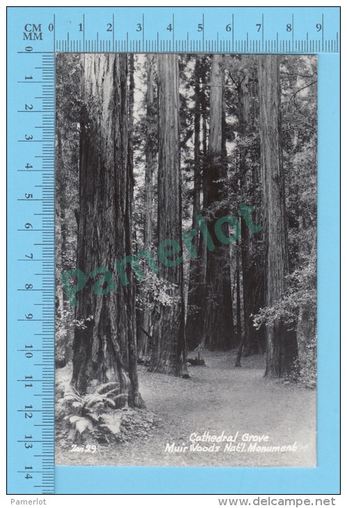 Real Photo ( Cathedral Groove Muir Woods Nat´l Monument, Zad 29  )   POSTCARD 2 SCANS - Bäume