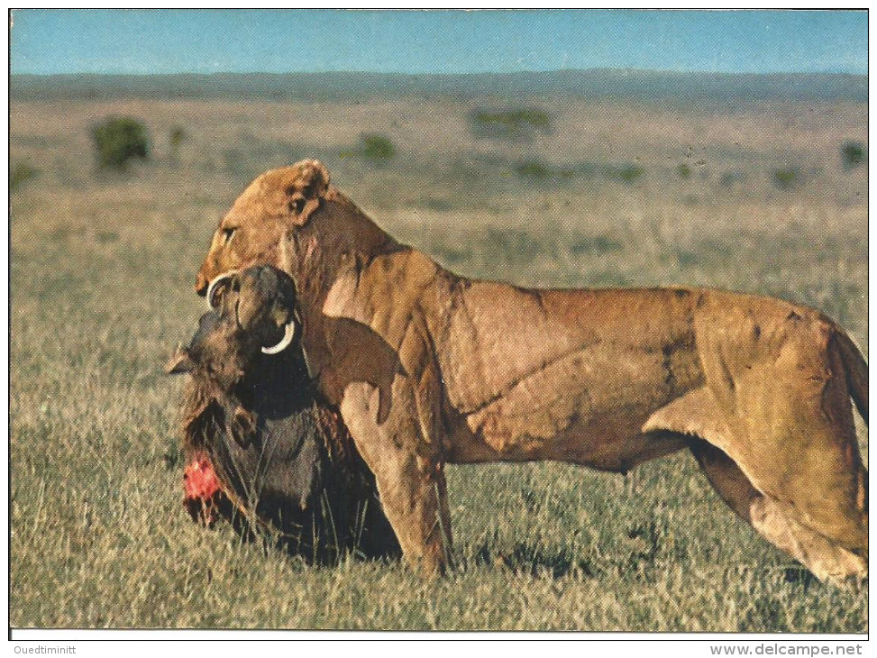 Afrique Du Sud. 1968. - Lions