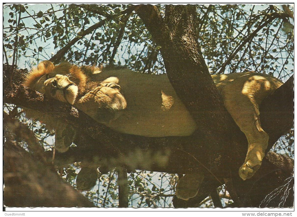 Afrique Du Sud. 1968. - Lions