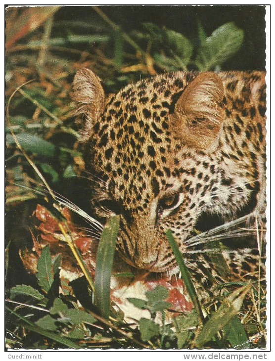 Kenya. Leopard. 1968. - Lions
