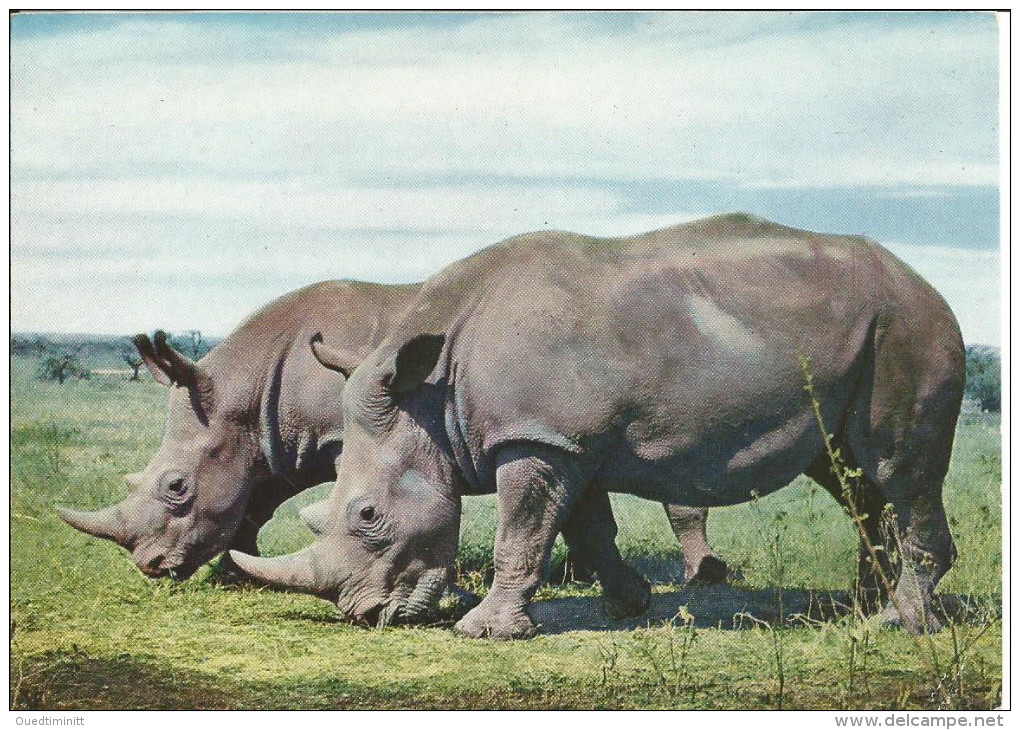 Kenya.1968. - Rhinocéros