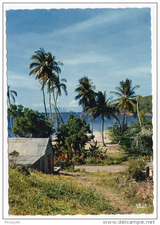 ANTILLES--Rivage Caraibe -cpsm 15 X 10 N° 228 éd  IRIS--Antilles Touristiques - Autres & Non Classés