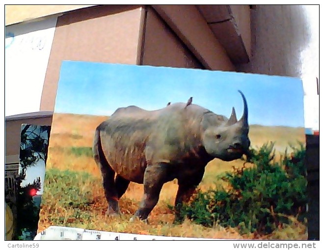 RINOCERONTE NERO AFRICA   N1975 ET16877 - Rhinoceros