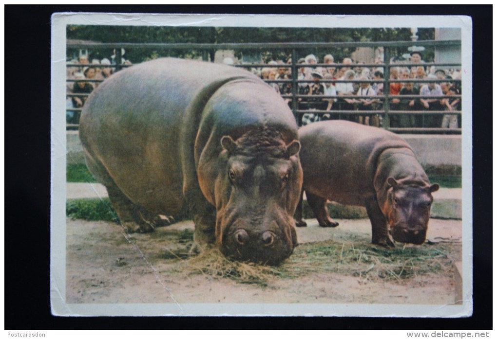 USSR Old Postcard  - Hippo   - 1963 - Flusspferde