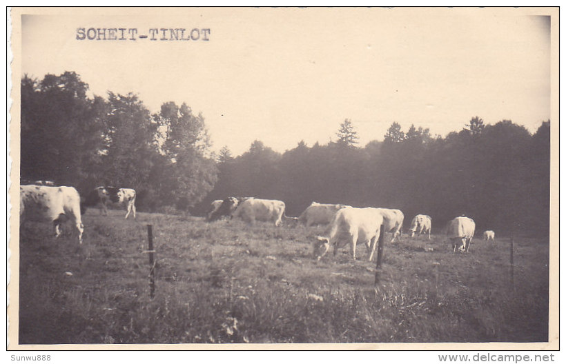 Soheit-Tinlot (vaches, Timbre 1953) - Tinlot