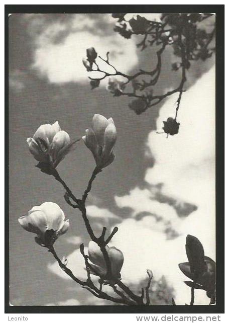 AADORF TG Bahn-Stempel SBB Einnehmerei Magnolienblüten Karte Schweizerische Pfadfinderinnen 1963 - Aadorf