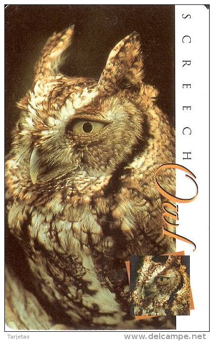 TARJETA DE SUDAFRICA DE UN BUHO (CHOUETTE-OWL) - Eulenvögel