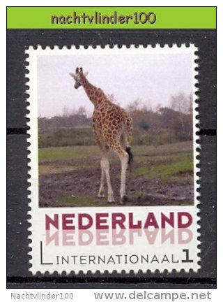 FG213 PERSOONLIJKE POSTZEGEL PERSONAL STAMP FAUNA ZOOGDIEREN GIRAF GIRAFFE MAMMALS NEDERLAND PF/MNH - Girafes