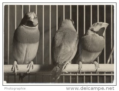 Australian Diamond Gould Birds Old Press Photo 1955 - Autres & Non Classés