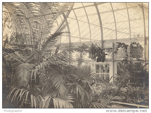 Orchid Anchorage Greenhouse Botanical USA Photo 1925 - Autres & Non Classés