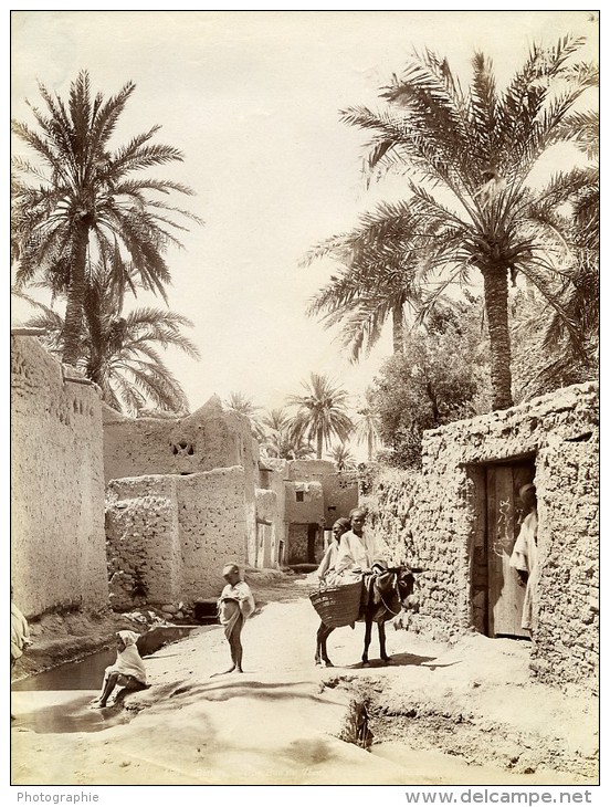 Algérie Sahara Oasis Biskra Mule Ane Ancienne Photo Neurdein 1890 - Afrique