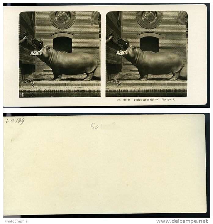 Allemagne Berlin Jardin Zoologique Hippopotame Ancienne Stereo Photo Stereoscope NPG 1900 - Stereoscopic