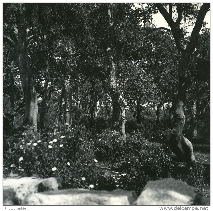 France Corse Porto Vecchio Bois De Chene Liege Ancienne Stereo Photo Amateur 1920 - Photos Stéréoscopiques