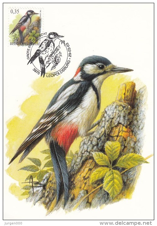 België, Maximumkaarten, Nr 3162, Pic Epeiche, Dendrocopos Major, Grote Bonte Specht, Buzin (6008) - Piciformes (pájaros Carpinteros)