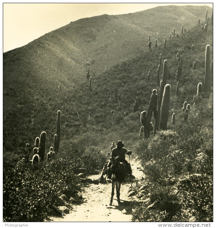 Argentine Cordillere Des Andes Vegetation 1500M Ancienne Stereo Photo Stereoscope NPG 1900 - Stereoscopic