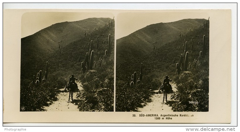 Argentine Cordillere Des Andes Vegetation 1500M Ancienne Stereo Photo Stereoscope NPG 1900 - Stereoscopic