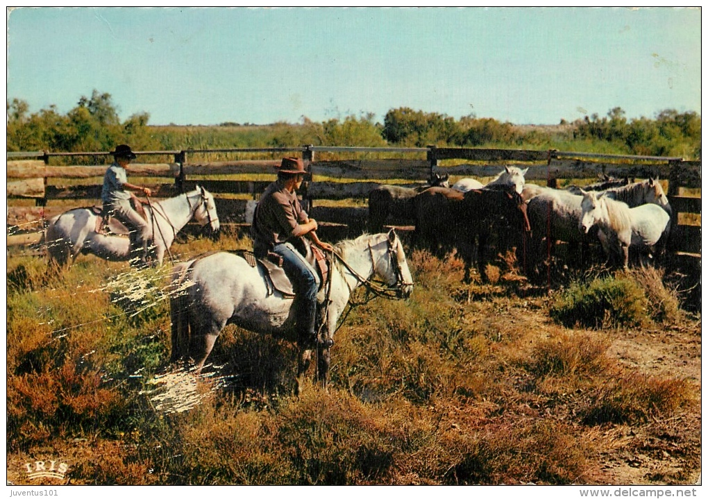 CPSM Gardians Et Chevaux Camarguais    L1884 - Other & Unclassified