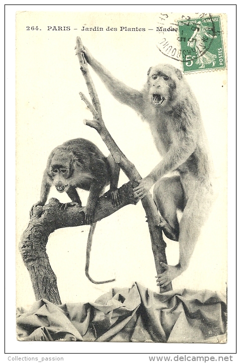 Cp, Animaux, Jardin Des Plantes, Macaques, Voyagée 1913 - Monkeys