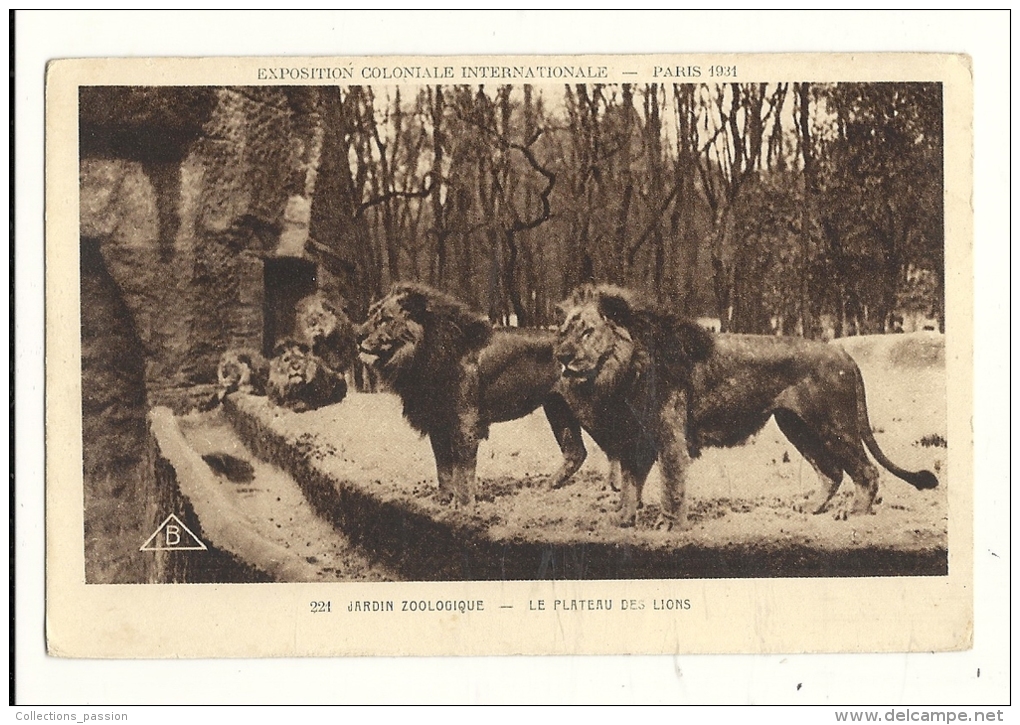 Cp, Animaux, Jardin Zoologique, Le Plateau Des Lions - Lions