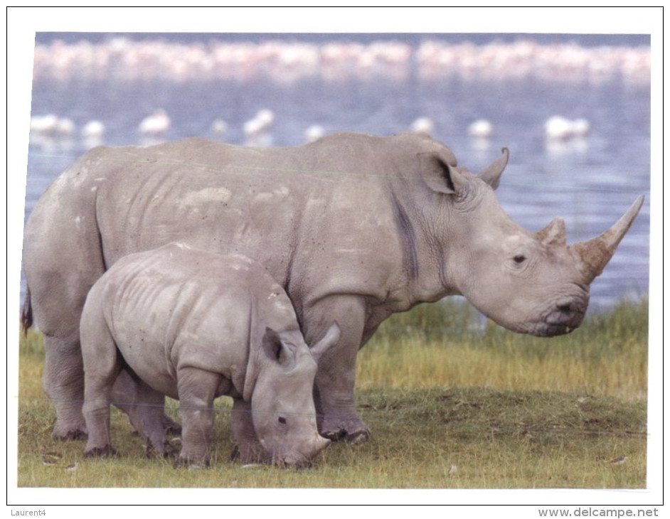 (123) Rhinoceros - Rhinoceros
