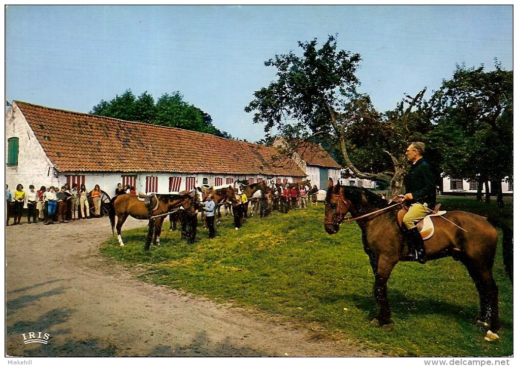 AALTER -RUITERSCHOOL-PAARD-CHEVAL-EQUITATION-école De Cavalerie-horse - Aalter