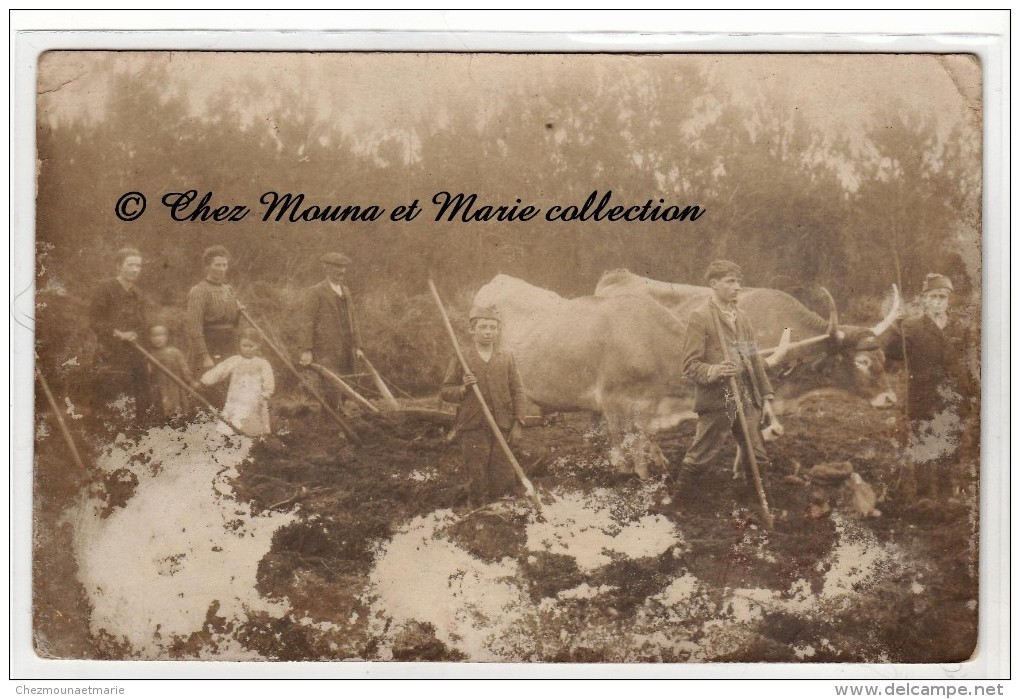 SALERS -  PAYSANS AU CHAMP LABOURANT - CARTE PHOTO - Bauern