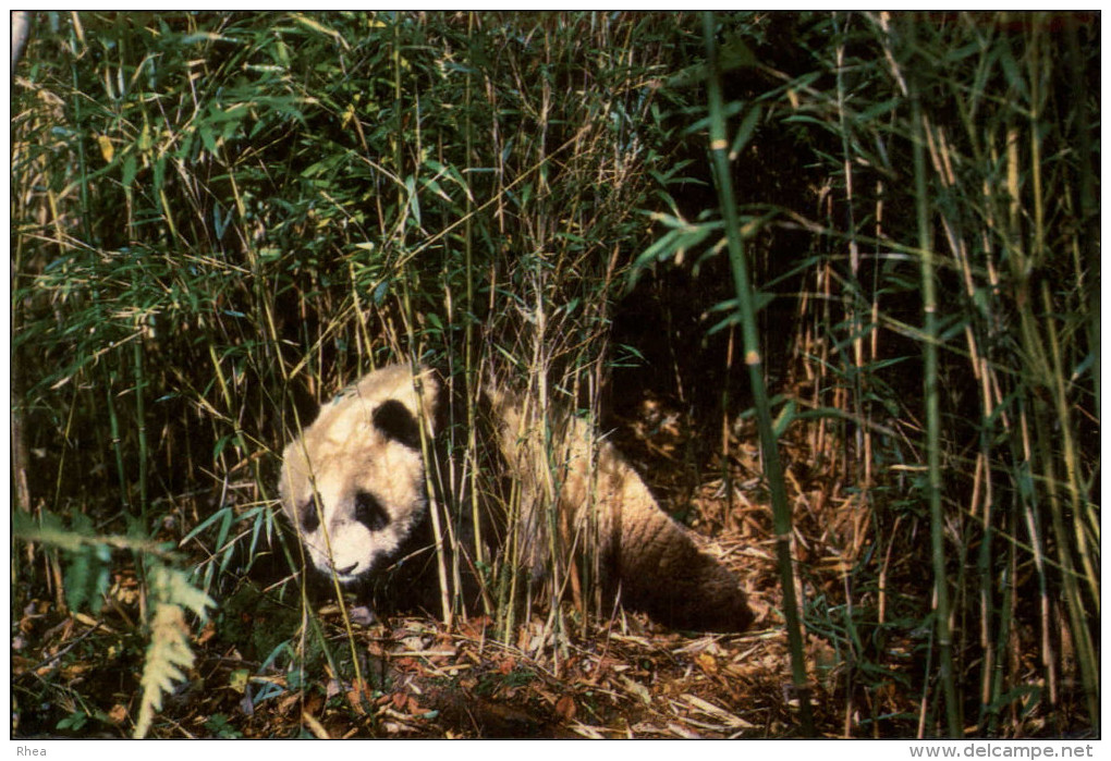 ANIMAUX - PANDA - Chine - Otros & Sin Clasificación