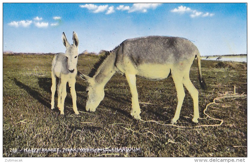 Sudan - Donkey Family - White Nile Near Khartoum Real Photo Postcard - Soudan