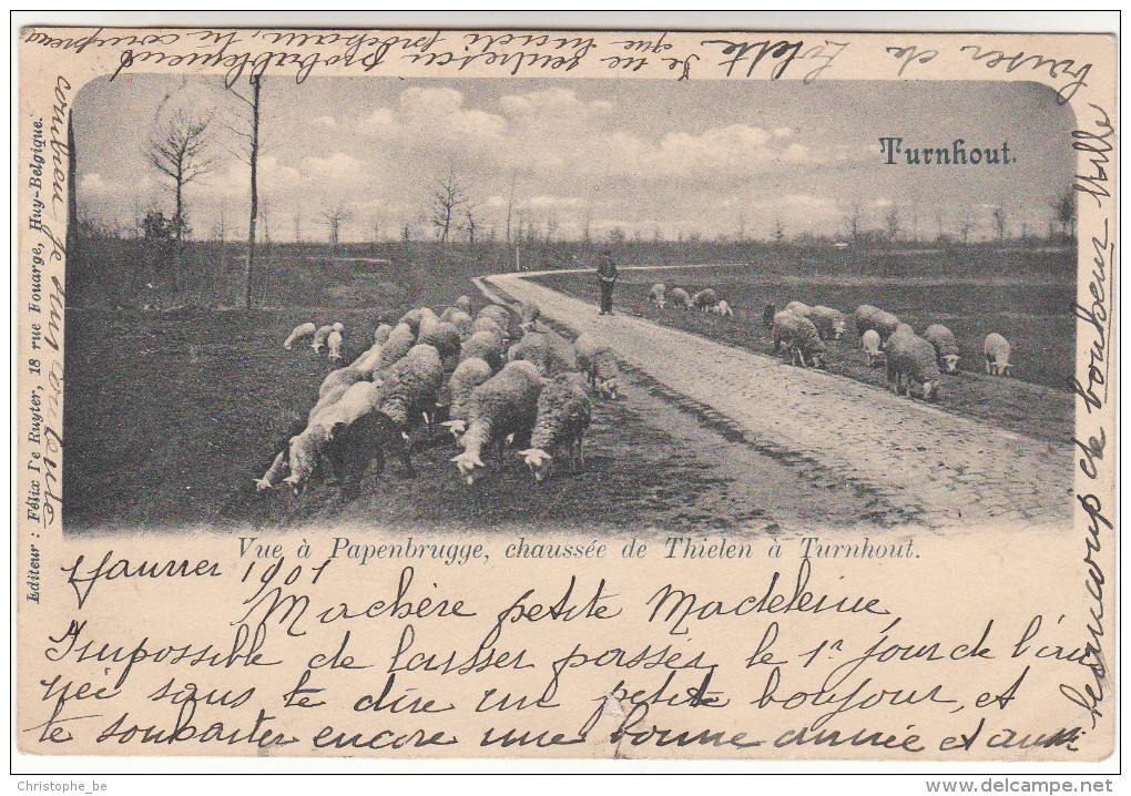 Turnhout, Vue A Papenbrugge, Chaussée De Thielen, Schaapsherder, Shepherd (pk16579) - Turnhout