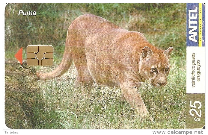 Nº 274 TARJETA DE URUGUAY DE UN PUMA (DOBLEZ CENTRAL) (la De La Foto) - Uruguay