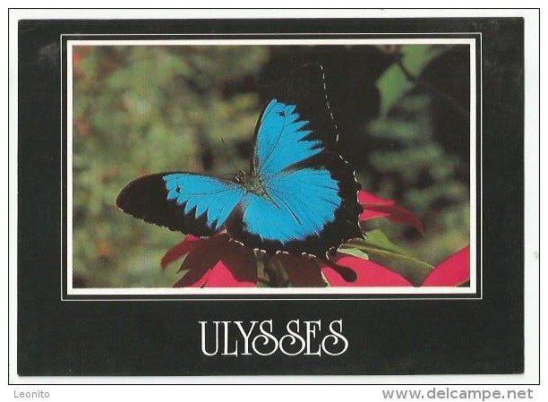 AUSTRALIA Rainforest Of North-Queensland Butterfly Ulysses Mountain Blue 1992 - Far North Queensland