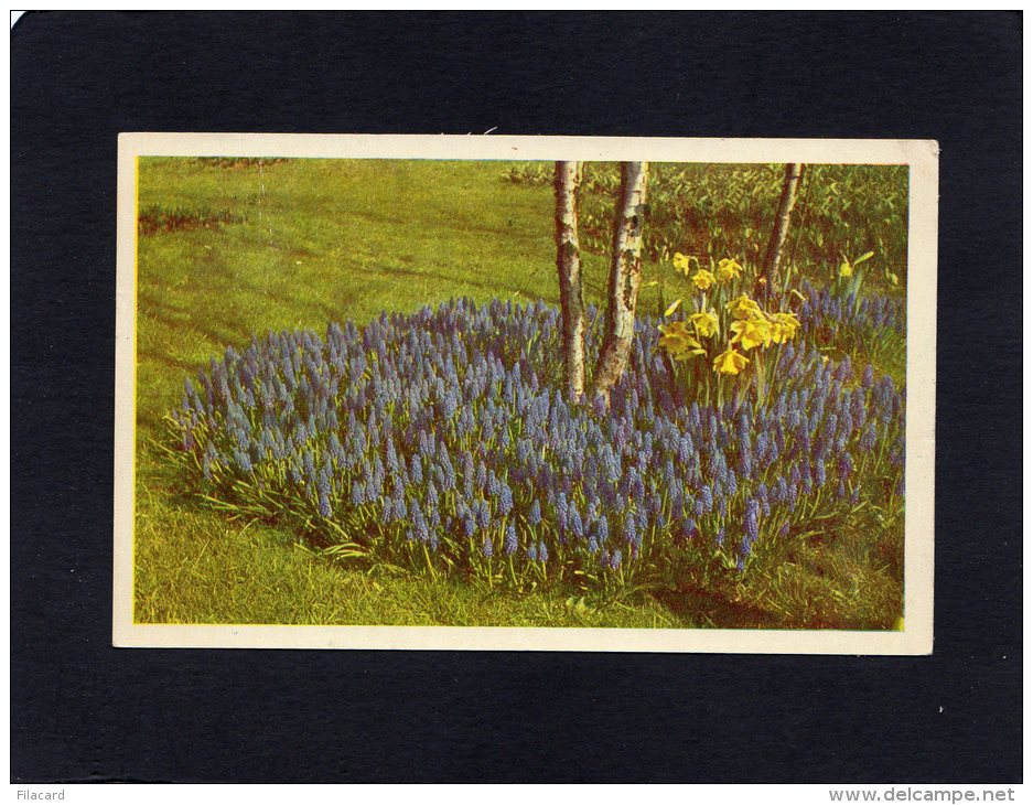 53286    Paesi  Bassi,  "Keukenhof",  Lisse,   VGSB  1954 - Lisse