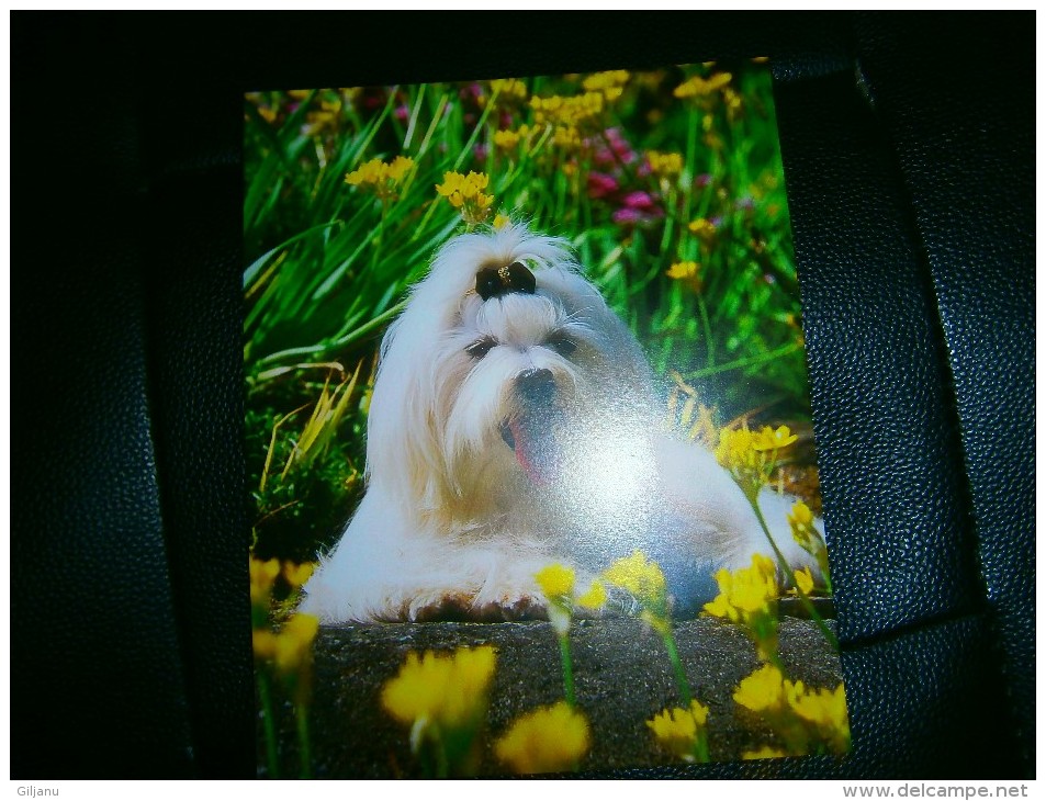 PHOTO IMAGE CHIEN   BICHON MALTAIS  DIM 20 X 16 CM - Other & Unclassified