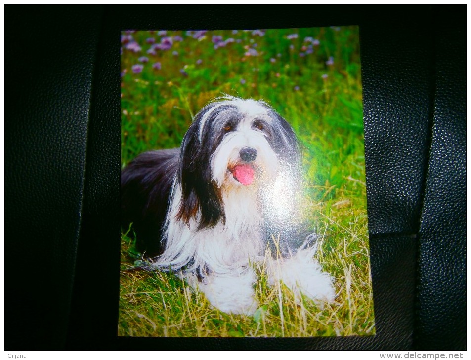 PHOTO IMAGE BEARDED COLLIE   DIM 20 X 16 CM - Other & Unclassified
